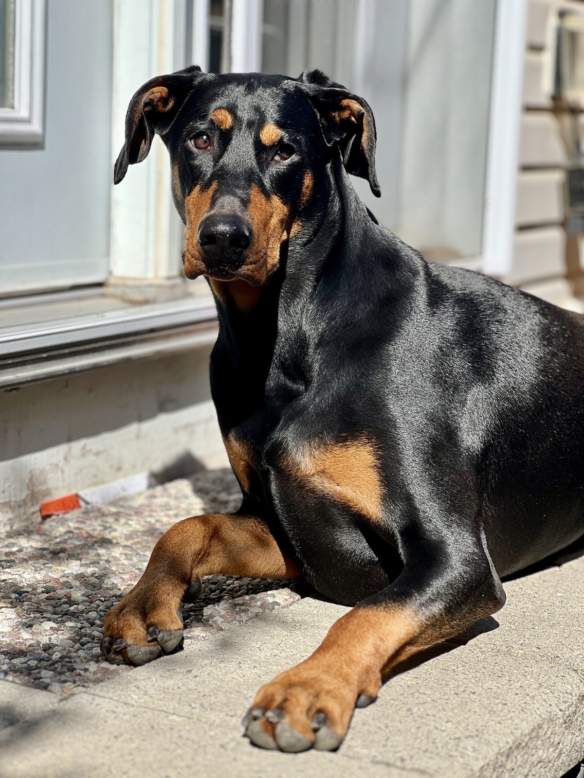 Ernie relaxing on the front steps in the sun
